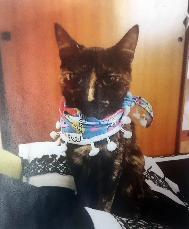 2021-06-11 Ayuda: Se Busca, Gato Extraviado